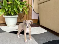 Leora, a female Italian Greyhound for sale in Nappanee, IN – 4 of 10