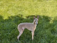 Tucker, a male Italian Greyhound for sale in Nappanee, IN – 5 of 6