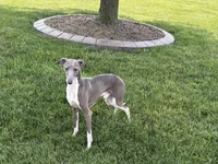 Ray, a male Italian Greyhound for sale in Nappanee, IN – 3 of 8