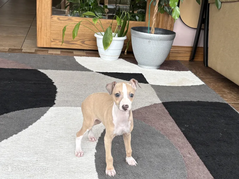 Chris – Italian Greyhound puppy for sale in Nappanee, IN