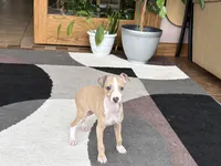 Chris, a male Italian Greyhound for sale in Nappanee, IN – 1 of 9