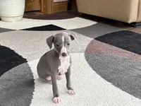 Georgie, a female Italian Greyhound for sale in Nappanee, IN – 7 of 10