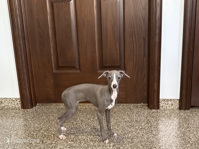 Lena – Italian Greyhound puppy for sale in Nappanee, IN