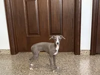 Lena, a female Italian Greyhound for sale in Nappanee, IN – 1 of 5
