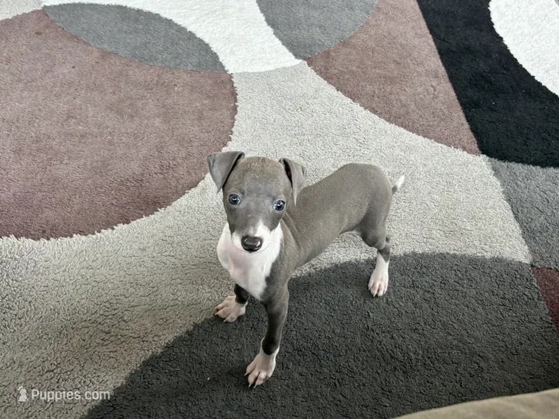 Sonya – Italian Greyhound puppy for sale in Nappanee, IN