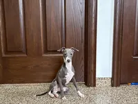 Janie , a female Italian Greyhound for sale in Nappanee, IN – 7 of 8
