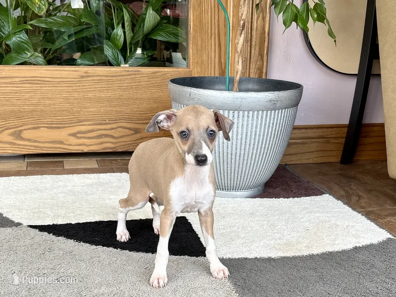 Sally – Italian Greyhound puppy for sale in Nappanee, IN