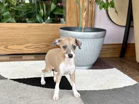Sally, a female Italian Greyhound for sale in Nappanee, IN – 1 of 7