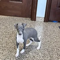 Candy , a female Italian Greyhound for sale in Nappanee, IN – Photo 1 of 10