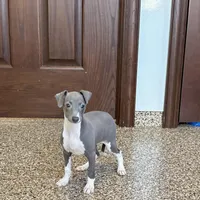Candy , a female Italian Greyhound for sale in Nappanee, IN – Photo 2 of 10