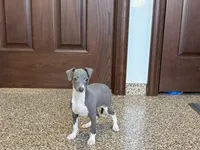 Candy , a female Italian Greyhound for sale in Nappanee, IN – Photo 2 of 10