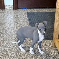 Candy , a female Italian Greyhound for sale in Nappanee, IN – Photo 10 of 10