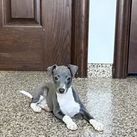 Candy , a female Italian Greyhound for sale in Nappanee, IN – Photo 8 of 10