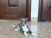 Candy , a female Italian Greyhound for sale in Nappanee, IN – Photo 8 of 10