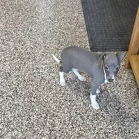 Candy , a female Italian Greyhound for sale in Nappanee, IN – Photo 9 of 10