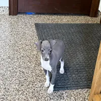 Candy , a female Italian Greyhound for sale in Nappanee, IN – Photo 6 of 10