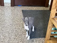 Candy , a female Italian Greyhound for sale in Nappanee, IN – Photo 6 of 10