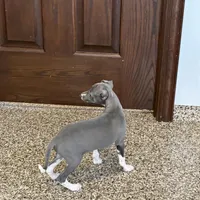Candy , a female Italian Greyhound for sale in Nappanee, IN – Photo 7 of 10