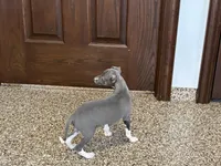 Candy , a female Italian Greyhound for sale in Nappanee, IN – Photo 7 of 10