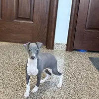 Candy , a female Italian Greyhound for sale in Nappanee, IN – Photo 5 of 10
