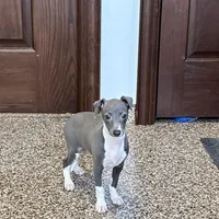 Candy , a female Italian Greyhound for sale in Nappanee, IN – Photo 3 of 10