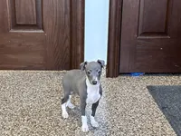 Candy , a female Italian Greyhound for sale in Nappanee, IN – Photo 3 of 10