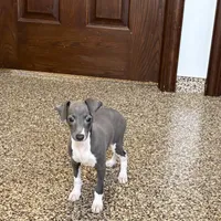 Candy , a female Italian Greyhound for sale in Nappanee, IN – Photo 4 of 10
