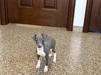 Candy , a female Italian Greyhound for sale in Nappanee, IN – Photo 4 of 10