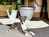 Sonya, a female Italian Greyhound for sale in Nappanee, IN – 4 of 7