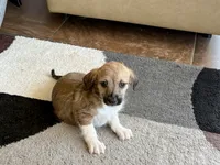 Sally , a female Havanese and Italian Greyhound for sale in Nappanee, IN – 8 of 8