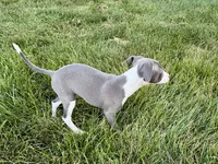 Donna , a female Italian Greyhound for sale in Nappanee, IN – 3 of 9
