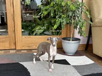 Georgia, a female Italian Greyhound for sale in Nappanee, IN – 2 of 9