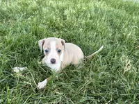 Leona, a female Italian Greyhound for sale in Nappanee, IN – 7 of 8