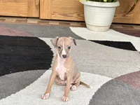Leora, a female Italian Greyhound for sale in Nappanee, IN – 7 of 10