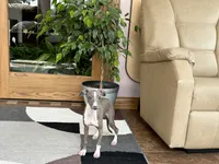 Georgia, a female Italian Greyhound for sale in Nappanee, IN – 8 of 9