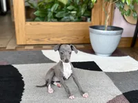 Sonya, a female Italian Greyhound for sale in Nappanee, IN – 1 of 7