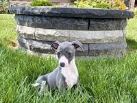 Donna , a female Italian Greyhound for sale in Nappanee, IN – 5 of 9