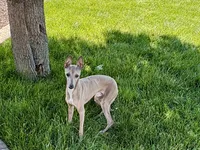 Tucker, a male Italian Greyhound for sale in Nappanee, IN – 3 of 6