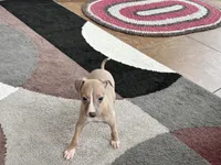 Leora, a female Italian Greyhound for sale in Nappanee, IN – 9 of 10