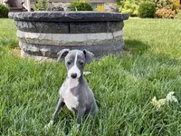 Janie , a female Italian Greyhound for sale in Nappanee, IN – 1 of 8
