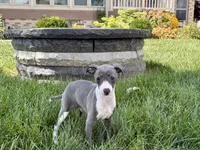 Donna , a female Italian Greyhound for sale in Nappanee, IN – 8 of 9