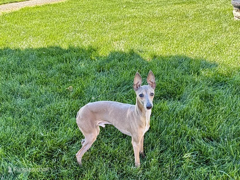 Tucker – Italian Greyhound puppy for sale in Nappanee, IN