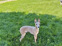 Tucker, a male Italian Greyhound for sale in Nappanee, IN – 1 of 6