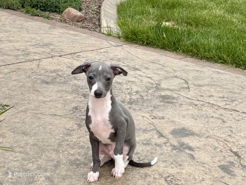 Shadow  – Italian Greyhound puppy for sale in Nappanee, IN