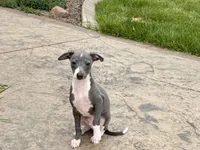 Shadow , a male Italian Greyhound for sale in Nappanee, IN – 3 of 5