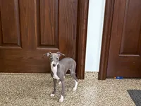 Janie , a female Italian Greyhound for sale in Nappanee, IN – 3 of 8