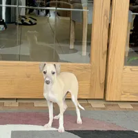 Rocky, a male Italian Greyhound for sale in Nappanee, IN – Photo 4 of 10