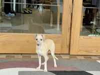 processed/9df88af3-7188-405a-9bb9-986e1332cdaa/listing/ff1edcd1-1d80-4a3f-9fba-91a8ceef986b/1e0cccfe-8b7d-4d64-af37-7528d3347f8e