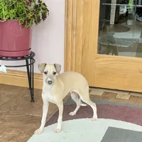 Rocky, a male Italian Greyhound for sale in Nappanee, IN – Photo 3 of 10