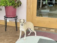 processed/9df88af3-7188-405a-9bb9-986e1332cdaa/listing/ff1edcd1-1d80-4a3f-9fba-91a8ceef986b/29f6864e-31b6-42bb-bf4d-48120f5669ee